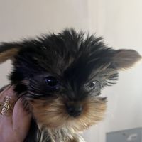 Les yorks sont là!!! #2