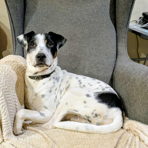 Vador l'adorable petit guerrier tripatte #7