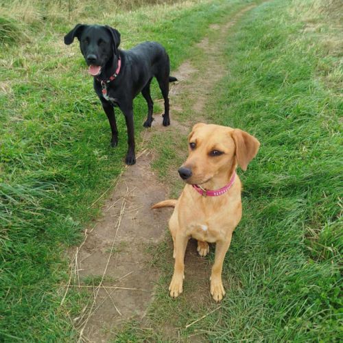 Dixy la joyeuse et dynamique louloute #1