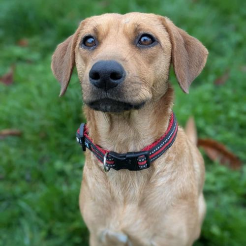 Dixy la joyeuse et dynamique louloute #2