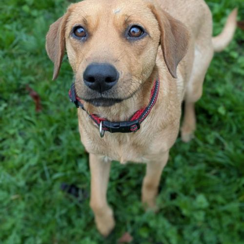 Dixy la joyeuse et dynamique louloute #3