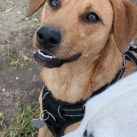 Dixy la joyeuse et dynamique louloute #8