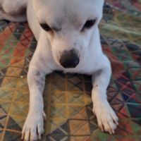 Poupi petite chihuahua câline #4