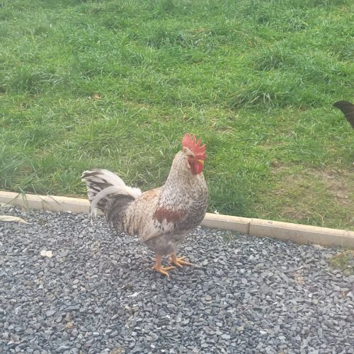 A donner coq cream legbar