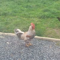 A donner coq cream legbar