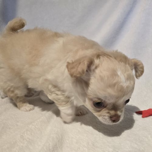 A réserver chiot chihuahua poil long #2