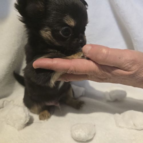 A réserver chiot chihuahua poil long #3