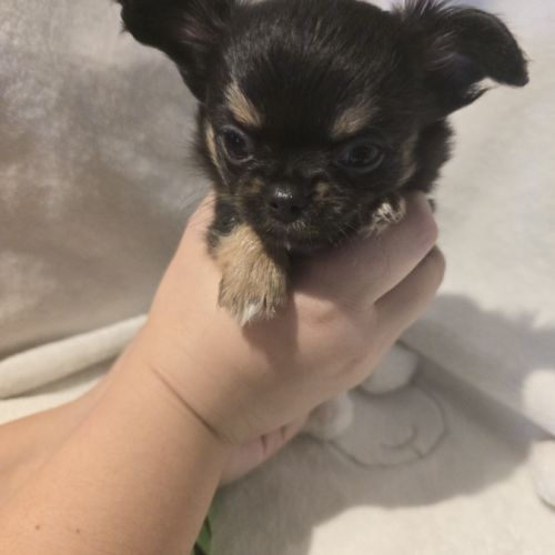 A réserver chiot chihuahua poil long #4