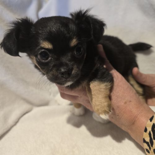 A réserver chiot chihuahua poil long #6