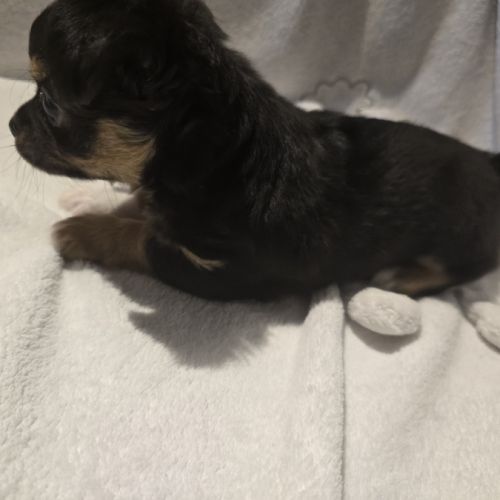 A réserver chiot chihuahua poil long #7