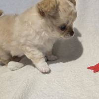 A réserver chiot chihuahua poil long #0