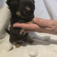 A réserver chiot chihuahua poil long #3