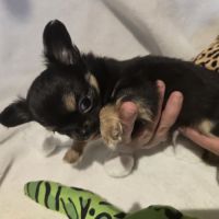 A réserver chiot chihuahua poil long #5