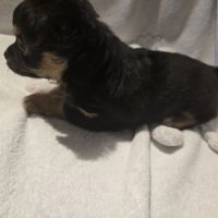 A réserver chiot chihuahua poil long #7