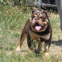 Chiot bulldog anglais exotique #1