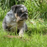 Chiot bulldog anglais exotique #2