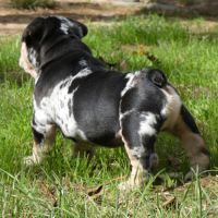 Chiot bulldog anglais exotique #3