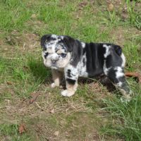 Chiot bulldog anglais exotique #5