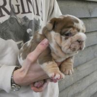 Chiot bulldog anglais exotique #0