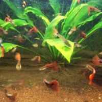 Lot de guppys #2