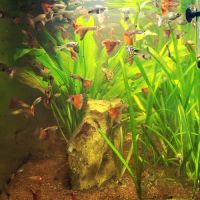 Lot de guppys #3