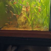Lot de guppys #4
