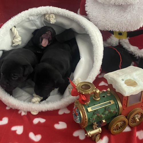 Chiot staffordshire bull terrier #1