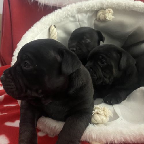 Chiot staffordshire bull terrier #4