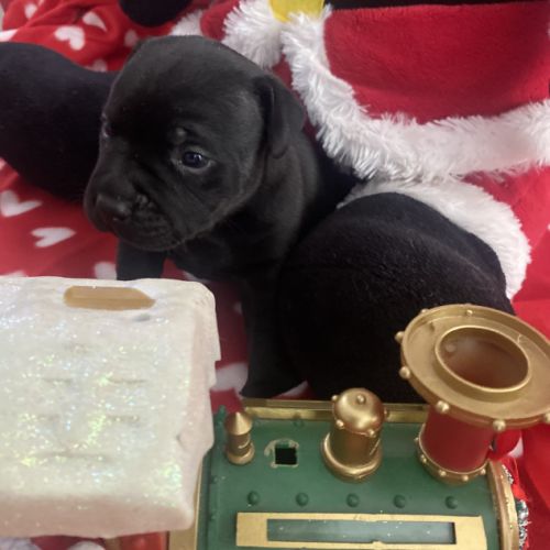 Chiot staffordshire bull terrier #7