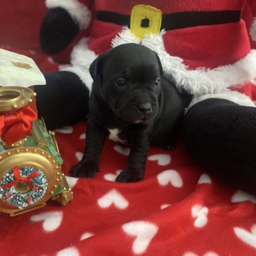 Chiot staffordshire bull terrier