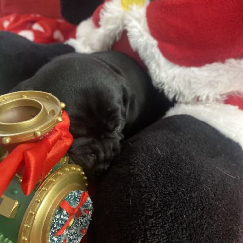 Chiot staffordshire bull terrier #9