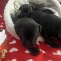 Chiot staffordshire bull terrier #2