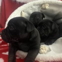 Chiot staffordshire bull terrier #4