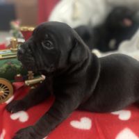 Chiot staffordshire bull terrier #5