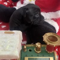 Chiot staffordshire bull terrier #6