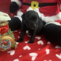 Chiot staffordshire bull terrier #0