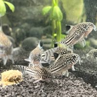 7 corydoras-léopard