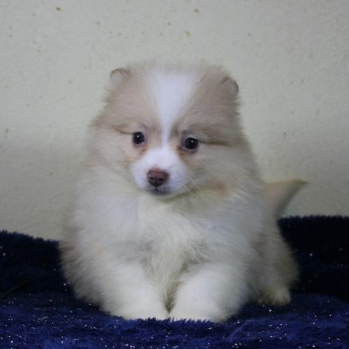 Magnifique chiots spitz allemand #1