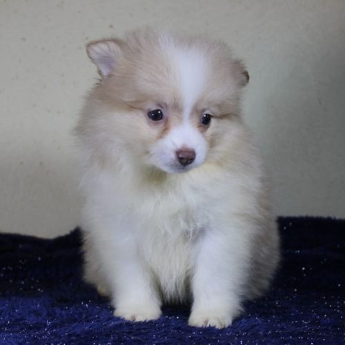 Magnifique chiots spitz allemand