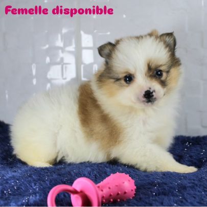 Magnifique chiots spitz petit #1