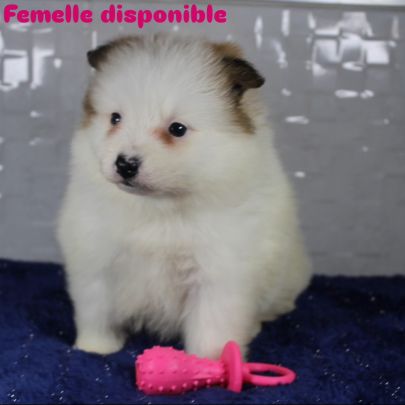 Magnifique chiots spitz petit #2