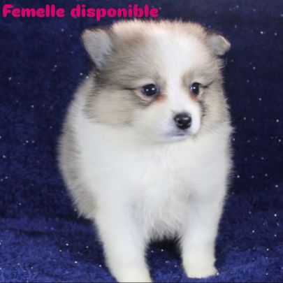Magnifique chiots spitz petit #4