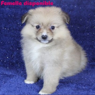 Magnifique chiots spitz petit