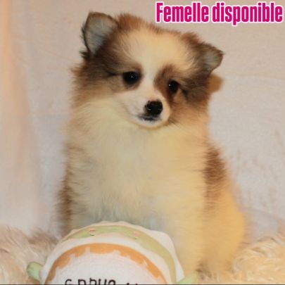 Magnifique chiots spitz petit