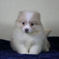 Magnifique chiots spitz allemand #1