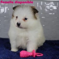 Magnifique chiots spitz petit #2