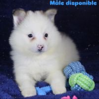 Magnifique chiots spitz petit #3