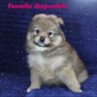 Magnifique chiots spitz petit #6