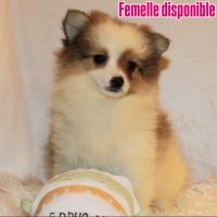 Magnifique chiots spitz petit
