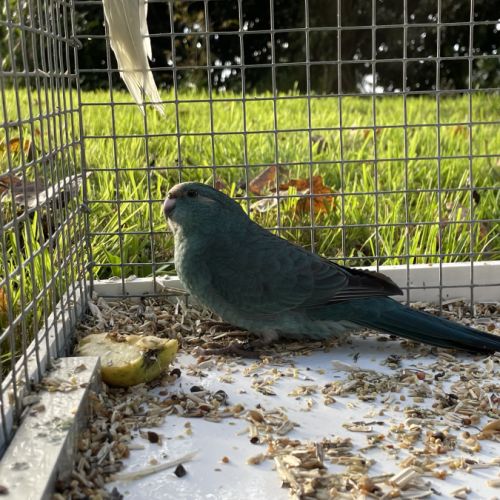 Perruches kakariki bleu #2